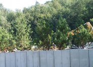 Pinus mugo als Sichtschutz auf einer Betonmauerkrone.