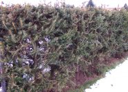 Picea abies Rotfichtenhecke im Winter