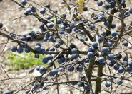 Prunus spinosa, Schlehdorn, Sorte 'Nittel' (Selektion).