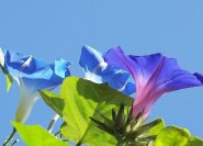 Ipomoea tricolor, die Kaiserwinde, vermutlich neben dem Rittersporn die schönsten blauen Blüten, die es im Garten gibt.