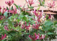 Lonicera heckrottii, die sogenannte Feuergeißschlinge mit duftenden Blüten.