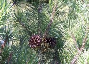 Pinus mugo, Bergkiefer.
