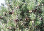Pinus mugo var. mughus mit kleinen Kienäpfeln.