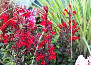 Lobelia speciosa 'Fan Scarlet', eine rote Lobelie