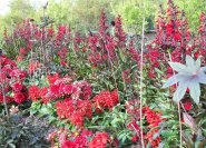 Rote Blumenrabatte mit Dahlien, Salvien und Lobelien