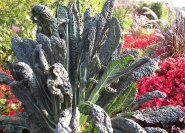 Strukturpflanze: Brassica oleracee 'Toskanischer Palmkohl'