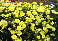 Argyranthemum frutescens 'Beauty Yellow' gelbe Strauchmagerite.