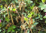 vertrocknete Triebe = Pilzbefall verursacht durch die Rhododendronwelke