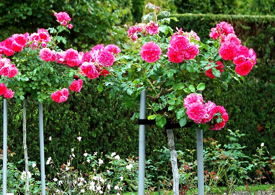 Mit Rosen den Garten gestalten :-) 10 Ideen