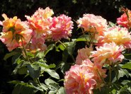'Rose des Cisterciens' eine Malerrose