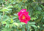 'Red Rugostar' selten schöne, rote Kartoffelrosenblüte