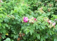 'Rosa Zwerg' ideal für bodendeckende Bepflanzungen
