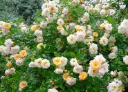 Rosa multiflora Hybride von 'Goldfinch' x Sämling.