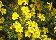 Rosa eceae aitch (Wildrose, Afghanistan) gelbe Heckenrose (keine Kartoffelrose)