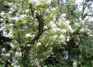 Weiße Ramblerrose in einem alten Birnbaum.