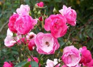 Die Blüten erstrahlen in einem intensiven Rosa.