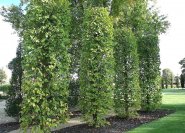 Tilia vulgaris 'Pallida' Säulenlinde, geschnitten - für Parkanlagen geeignet, weniger für den Garten