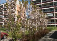 Prunus serrulata 'Amanogawa' Säulenkirsche, mit wunderschönem Blüten im Frühjahr.