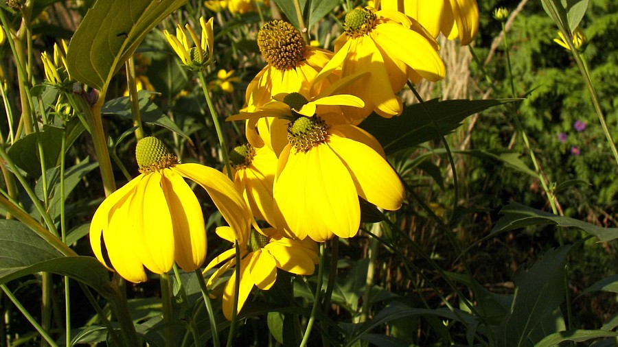 Rudbeckia nitida Juligold