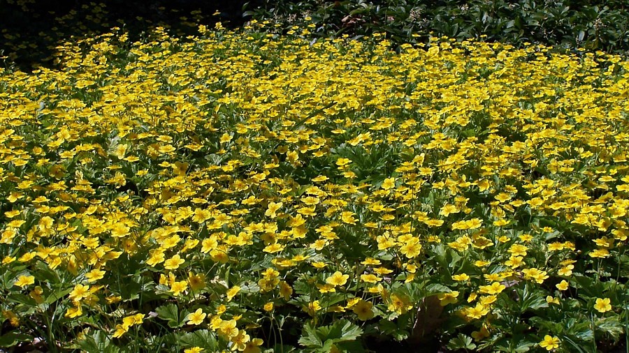 Bodendecker Waldsteinia ternata