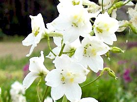 moerheimii delphinium belladonna hybride weisser rittersporn