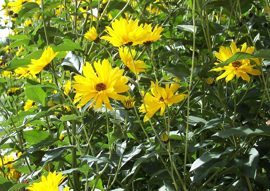 Stauden Sonnenblume Monarch Helianthus atrorubens 