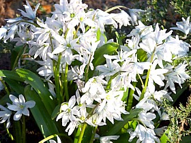 Chionodoxa gigantea Alba 