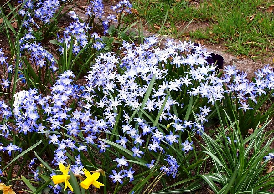 Chionodoxa forbesii Schneestolz Büschelweise