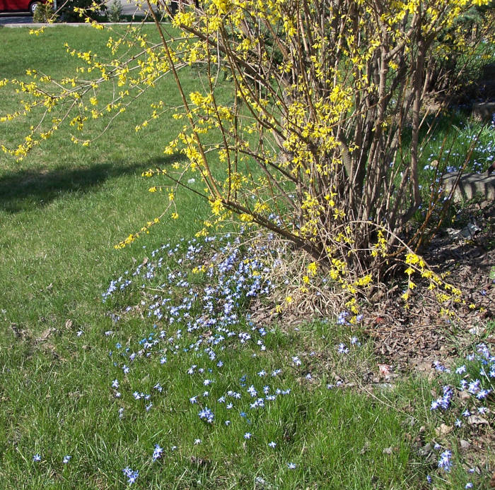 Schneestolz und blühende duftende Forsythie