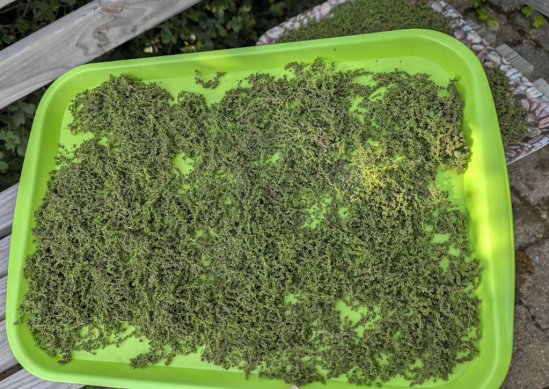 Brennesselsamen auf Trocknungstablett