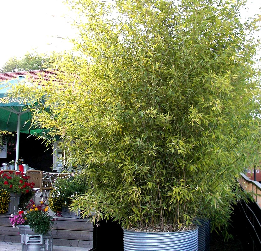 Schwarzer Bambus als Sichtschutz im Garten und als Kübelpflanze im Wohnzimmer. 