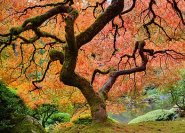 © Jit Lim - Fotolia.com - Herbstfarben im Ahorngarten