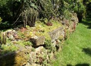 Natursteinmauer mit Mauerpflanzen.