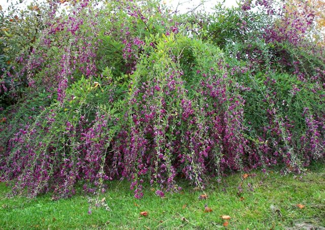 Eibenhecken (TaxusArten)