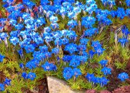 Die Oktoberblüte des blauen Enzian.