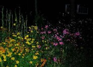 Sonnebraut [Helenium-Hybriden] und lila Phlox [Flammenblume]