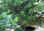Holzkübel werten unauffällige Pflanzen auf (Pistacia lentiscus, Mastixstrauch)