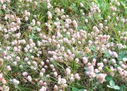 Trifolium arvense (Hasenklee)