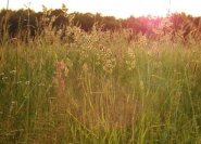 Filigrane Gräser in der Abendsonne
