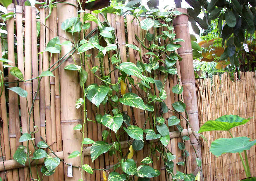 10+ Zaun Aus Bambus Selber Machen