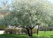 Idealer kleiner Schattenbaum: Prunus cerasifa, die Kirschplaume