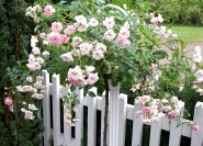 Rosen am Gartenzaun