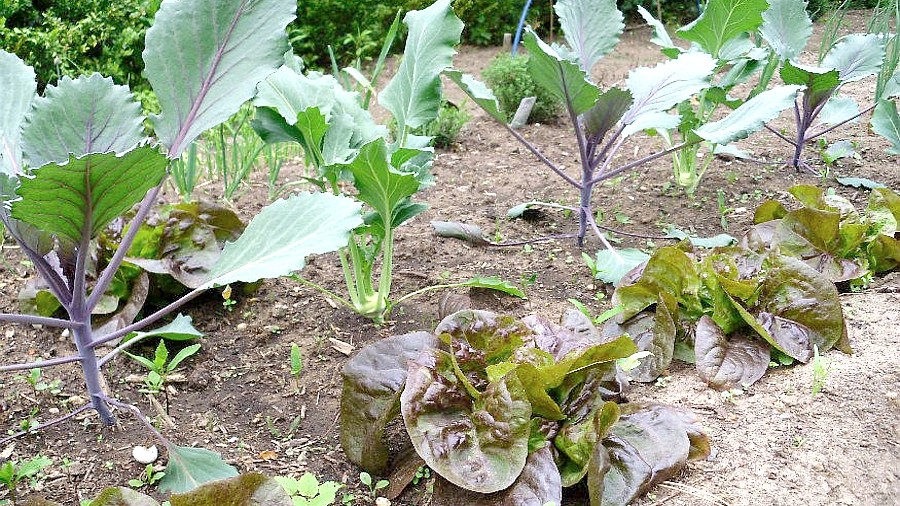 Kopfsalat anbauen – Freilandkultur und Salat im Gewächshaus