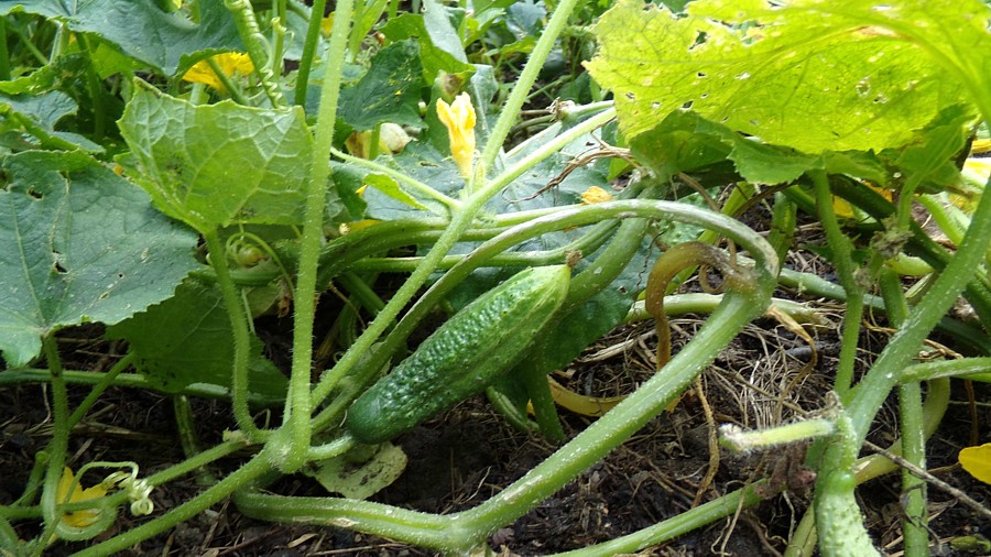 Dauerhaft Automatisierung Kommen Sie cornichons gurken pflanzen