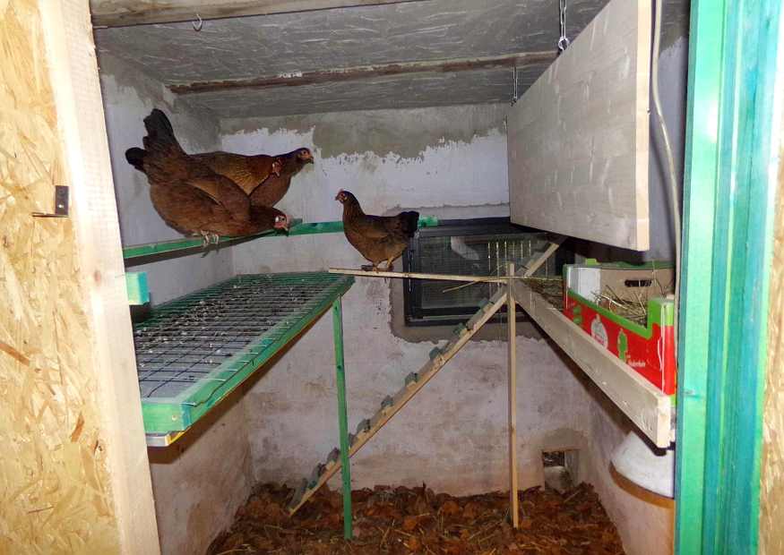 Hühnerhaltung zur Selbstversorgung – worauf es ankommt