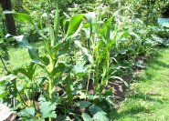 Schmales Milpabeet mi Bantam-Mais in meinem Garten. Unterpflanzung mit Kürbis und Zucchini.