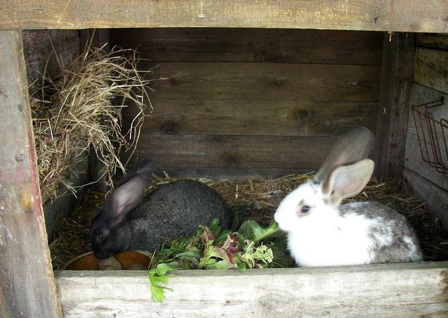 Anleitung zur Kaninchenzucht 1921 Hasen Zucht Rassen Stall Futter Russo 