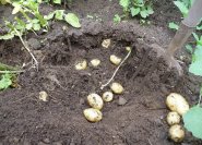 Kartoffelernte im Juni, frühe Sorte 'Solist'