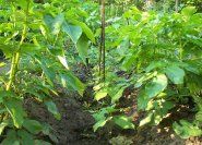 Mischkulturanbau: Frühkartoffeln und Stangenbohnen