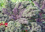 Brassica oleracea 'Redbor', Zierkohl und Gemüsekohl.